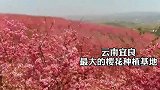 村民花年时间，在亩荒山种满樱花，放眼望去简直就是红色的花海！