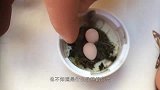 小伙水田里发现两枚鸟蛋，带回家悉心照顾，孵化后让他乐坏了