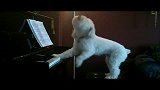 会弹钢琴的狗狗