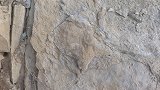 陕西延安：安塞油田恐龙来过！延安发现首例恐龙足迹化石