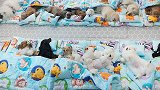韩国：数十条小狗上日托班进行服从训练，累的躺一排集体睡午觉