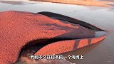海边出现30米长“怪异生物”，专家赶到后让围观者迅速撤离