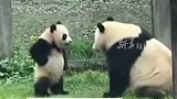 “小犟熊”被妈妈揍后还不服气，挺着小肚子，手插腰和妈妈理论！网友：这“熊样”像极了小时候不服管教的我