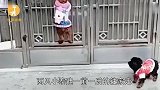 泰迪趁主人睡觉出门玩,回来还会自己开门,这狗成精了!