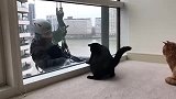 两只猫咪在窗户前看风景，结果遇到蜘蛛人擦玻璃 ，下一秒太搞笑