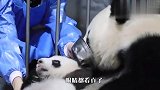 熊猫：妈，我到底是不是你亲生的，怎么用一个空盆就把我换走了？