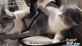 爆笑四川方言小动物讲幽默四川话,最搞笑的是把口型对上了
