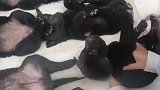 小朋友让狗狗排排躺，狗狗特听话一动不动