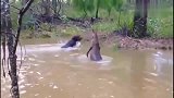 澳大利亚袋鼠战斗黑色比特犬，好惨
