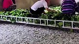 流水线喂蚕，真长见识了