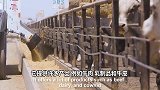美国现代化奶牛屠宰流水线，机械刀剥牛皮加工成高级床席！