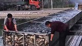 实拍黑坑放鱼：大哥这手法一看就是新手，恐怕一半的鱼都活不了