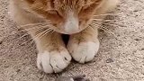 猫：主人你看，我给你抓了只老鼠回来！
