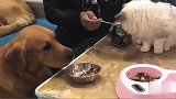 金毛看见主人给猫咪喂食，金毛吃醋了，把猫咪的碗扔掉，笑岔气
