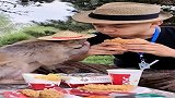 第一次见这么乖的猴子，和饲养员一起吃饭，太可爱了