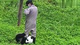 熊猫看到饲养员玩手机，上去就抢，场面笑爆了