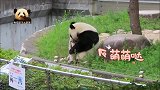 乖巧无比的熊猫旦旦又吃上了鲜嫩可口的大竹笋，开心！