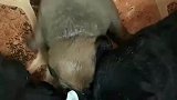 经过提醒之后，用手套灌奶喂小狗