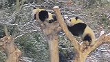 一个树杈长一只，这谁顶得住啊，也不知道你喜欢什么样的麻袋