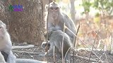猴子这么大了还要吃奶，被猴妈拒绝后居然这样耍无赖