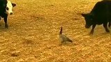 鸭子：你们过分了，这么多牛欺负一只鸭子！