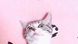 猫咪：主人你就饶了我吧！