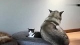 哈士奇罕见化身暖男，自己的狗窝被猫咪占了，二哈的举动很暖心