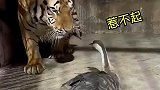 老虎被大鹅欺负了？这大鹅以后在动物园可以横着走了！
