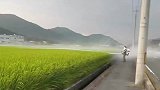 偶遇日本人给水稻打药和中国相比哪里更方便