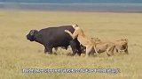 野牛被狮子咬住要丧命，突然听见咚咚的声音，愤怒的大象前来救助