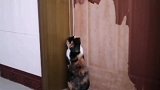 猫咪想出去玩自己打开门