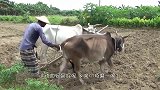 犀牛也是牛，用来耕田，好像没毛病？