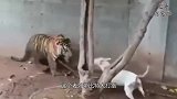 比特犬轮番挑战野猪，被打的当场怀疑人生，镜头拍下全过程