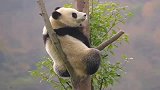 熊猫：爬的高望的远，听个小曲摇个腿，生活太美妙啦！