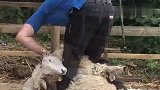 羊的羊毛该剪了，羊主为羊剪羊毛理发，这手艺不知道羊满不满意