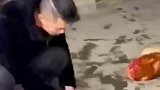 主人磨刀杀鸡吓坏狗狗