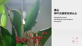 对自然的爱割舍不掉，所以将自然“搬进”家中