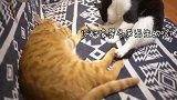 牛奶猫根本不是橘猫的对手，橘猫套路深，牛奶猫的智商表示堪忧！