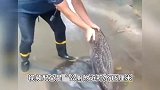 江苏一干部雨中徒手扒井盖排水被质疑“摆拍”，政府办：将反馈给领导