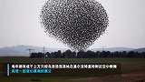 椋鸟群空中群舞 变换奇妙“爱心”队形