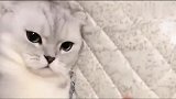 猫咪这爆脾气，犯错被主人训几句还敢咬主人，一点都不知道悔改