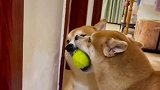 柴犬抢球的搞笑画面，谁也不肯让谁！