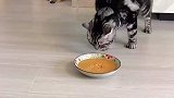 女生第一次做猫饭，猫咪闻了之后用最高礼仪表示感谢