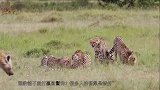 斑鬣狗能抢猎豹食物是胜之不武，一对一猎豹不输鬣狗