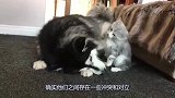 猫咪总招惹阿拉斯加，狗狗忍无可忍吓唬猫咪，猫咪吓得赶紧躲开了