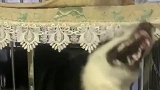 这猫咪厉害