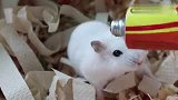双眼皮的小仓鼠吃东西太可爱啦！！！