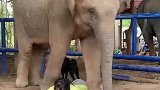等待主人写完作业的小象