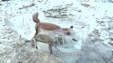 雪地上被拖出一条路，男子以为是动物捕猎，上前一看
