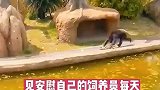 自从被孤立的猩猩，得到饲养员的安慰后，便当起了清洁工！